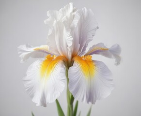 Close-up of Iris sibirica flower in full bloom on a pure white surface,  flower details,  iris flowers