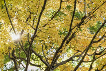 秋・冬の日本の季節の風景　紅葉した森の木々　川・湖の水面の太陽の光の反射でキラキラ美しい輝くカエデの木の葉　観光・旅行・自然・アウトドアの背景