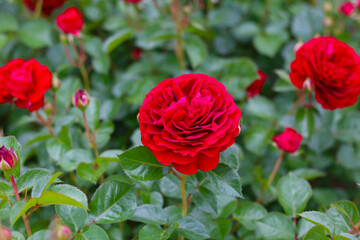 A beautiful red rose bush in a public park in Japan