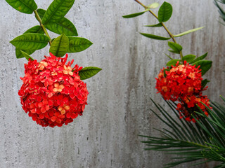 Small bird on a rough concrete surface