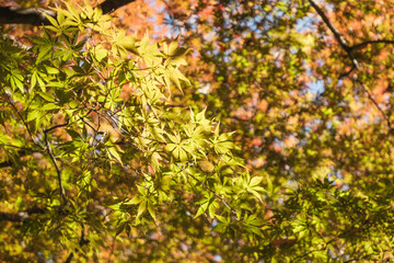 秋・冬の日本の季節の風景　紅葉した森の木々　川・湖の水面の太陽の光の反射でキラキラ美しい輝くカエデの木の葉　観光・旅行・自然・アウトドアの背景