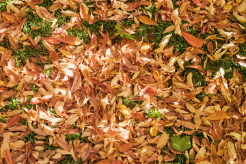 秋・冬の森の背景　紅葉した枯れ葉の落ち葉で敷き詰められた地面　季節・乾燥・自然の風景