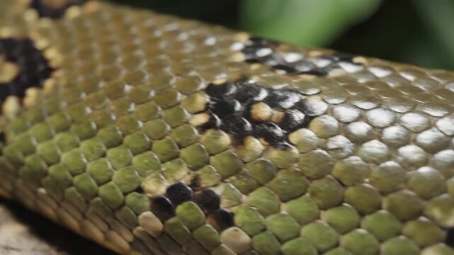 Detailed macro shot of green and black snake scales texture