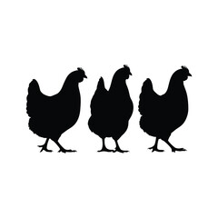 Three black chicken silhouettes side by side on white background chickens hens