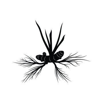 Black silhouette of turmeric root with leaves and thin roots rhizome spice
