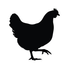 Black silhouette of a hen walking on a white background chicken bird
