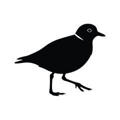 Black silhouette of a small bird with white eye and collar vector