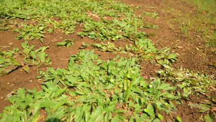 Closeup of Mini Elephant Grass Spreading Across Bright Sunlit Soil Ground