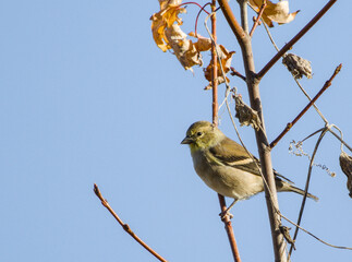 American Goldfinch in Winter Plumage