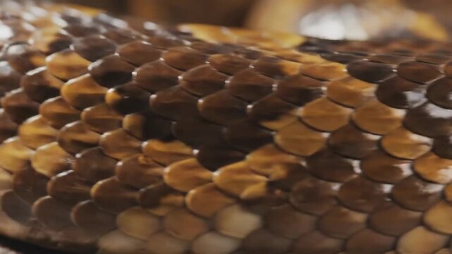 Detailed macro shot of golden brown and black snake scales texture