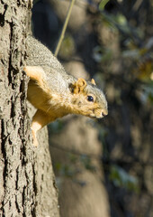 Fox Squirrel Holding Onto Tree Trunk