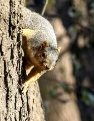 Fox Squirrel Peeking Around Tree Trunk