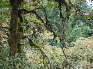 Oregon trees in the Autmn