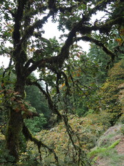 Oregon trees in the Autmn