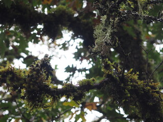 Oregon trees in the Autmn