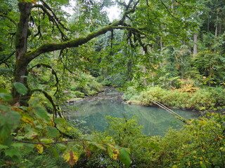 A creek in the quiet forest