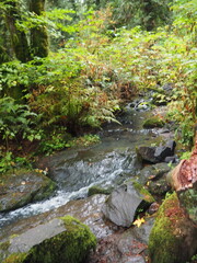 A creek in the quiet forest