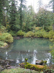 A creek in the quiet forest