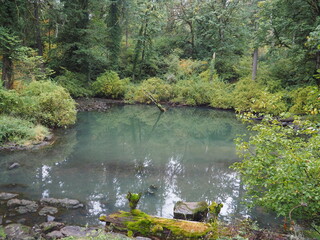 A creek in the quiet forest