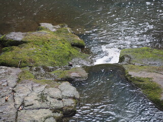 A creek in the quiet forest