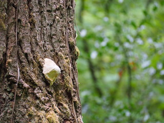 Mushrooms in the Forrest