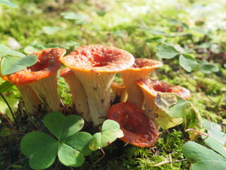 Mushrooms in the Forrest