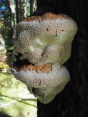 Mushrooms in the Forrest