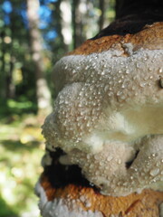 Mushrooms in the Forrest