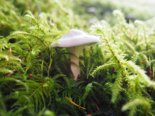 Mushrooms in the Forrest