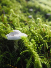 Mushrooms in the Forrest