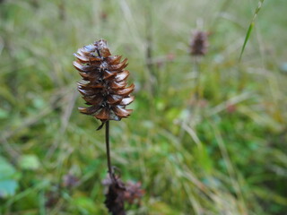 Dry Cone Flower