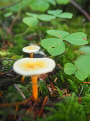 Mushrooms in the Forrest