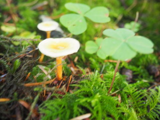 Mushrooms in the Forrest