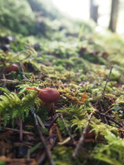 Mushrooms in the Forrest