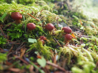 Mushrooms in the Forrest