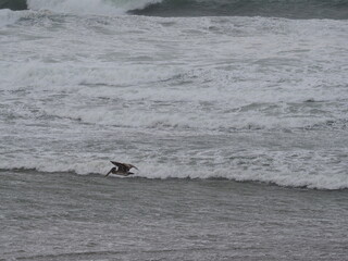 Obraz premium Seagulls on the Oregon Coast