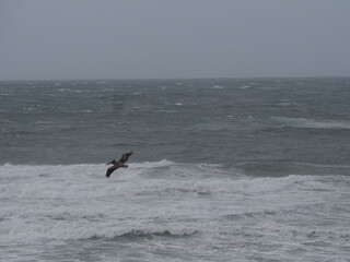 Seagulls on the Oregon Coast