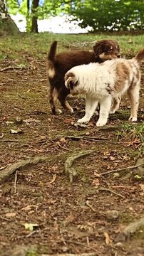Two dogs are playing in the dirt