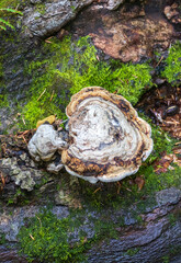 Damage to tree trunks by tinder mushrooms in the autumn period of the year in the forest area in the natural environment