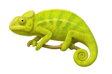 Green chameleon perching on branch, showing adaptation and camouflage, transparent background for design flexibility