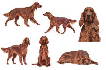 Irish Setter Dog Multiple Poses Flat Vector Illustration Isolated on White Background