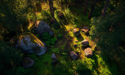 Stunning aerial view of a lush forest floor with mossy boulders bathed in golden sunlight glow