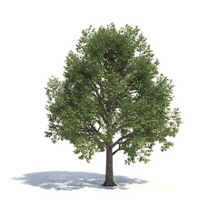 Obraz premium Solitary Tree in Sunlight: A single, flourishing tree stands tall under the sun's warm embrace, its lush canopy providing a vibrant display of nature's beauty and casting a gentle shadow.
