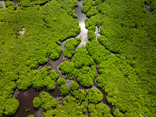 Drone view of dense mangrove forest with winding river channels under a bright sky. Siargao, Philippines.