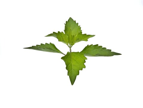 Cat's whiskers leaf (Orthosiphon aristatus) isolated on white background. Herb medicine plant, close up 