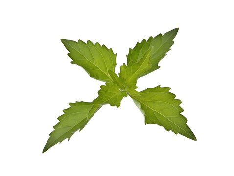 Cat's whiskers leaf (Orthosiphon aristatus) isolated on white background. Herb medicine plant, close up 
