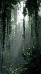 Tropical rainforest sunlight