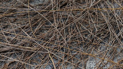 Dry Pine Needles on Rough Stone Surface &ndash; Natural Texture Background