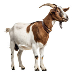 Obraz premium Detailed Boer Goat Illustration | Brown and White Farm Animal Stock Photo