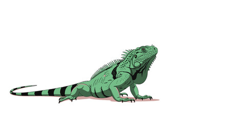 Obraz premium Green iguana, a large herbivorous lizard native to tropical parts of Central and South America, isolated on a white background.